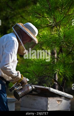 Bennie Northam raucht einen Bienenstock, um die Bienen zu beruhigen, damit es einfacher ist, den Honig zu entfernen und zu extrahieren. Stockfoto