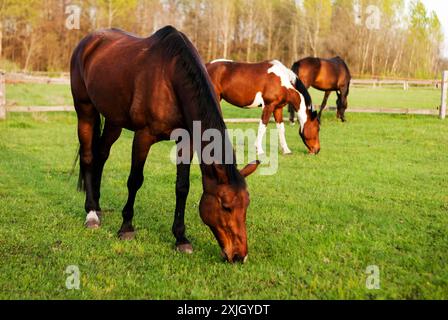 Rennpferde. Bay Horse weidet auf dem grünen Feld neben mehreren Pferden. Pferdesportschule. Pflege von Haustieren. Veterinärdienste. Stockfoto