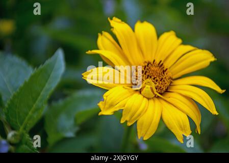 Eine weiße Krabbenspinne wartet auf ein Gebet auf Oxeye Sunflower Stockfoto