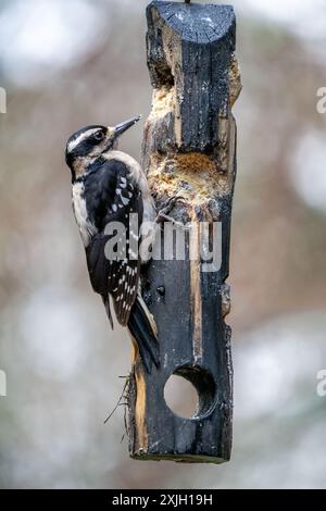 Issaquah, Washington, USA. Weiblicher Hairy Woodspecht, der von einem Baumstamm isst. Stockfoto
