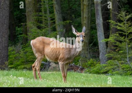 Fort Ebey State Park, Washington, USA. Schwarzschwanzhirsch steht auf einer Wiese in der Nähe eines Waldes Stockfoto