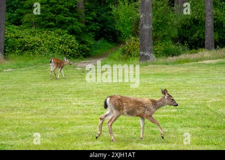 Fort Ebey State Park, Washington, USA. Schwarzschwanzhirsche laufen auf einer Wiese im Park Stockfoto