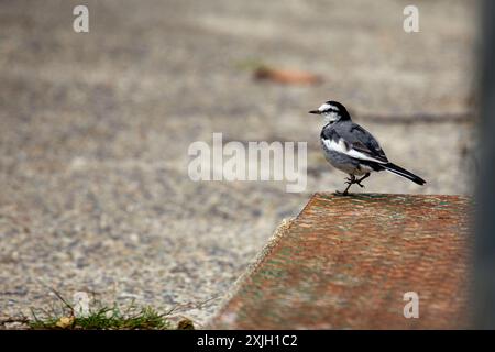 Der weiße Wagtail mit seinem auffälligen schwarzen, weißen und grauen Gefieder kommt häufig auf offenen Feldern und in der Nähe von Gewässern in Europa und Asien vor. It Stockfoto