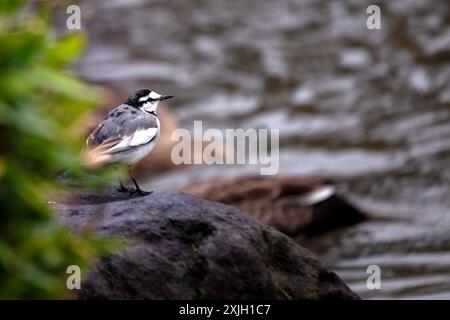 Der weiße Wagtail mit seinem auffälligen schwarzen, weißen und grauen Gefieder kommt häufig auf offenen Feldern und in der Nähe von Gewässern in Europa und Asien vor. It Stockfoto