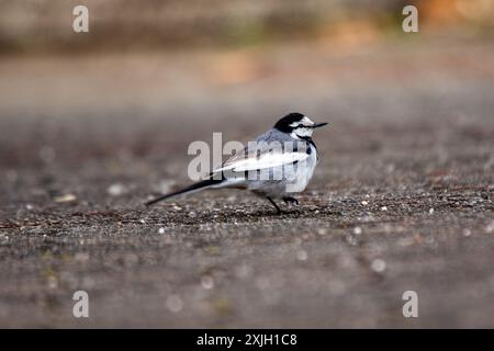 Der weiße Wagtail mit seinem auffälligen schwarzen, weißen und grauen Gefieder kommt häufig auf offenen Feldern und in der Nähe von Gewässern in Europa und Asien vor. It Stockfoto