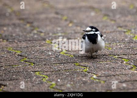 Der weiße Wagtail mit seinem auffälligen schwarzen, weißen und grauen Gefieder kommt häufig auf offenen Feldern und in der Nähe von Gewässern in Europa und Asien vor. It Stockfoto