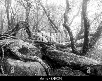 An einem kalten und nebeligen Morgen in der Nähe von Ashville, North Caraolina, finden sich alte und verdrehte Bäume entlang des Blue Ridge Parkway. Stockfoto