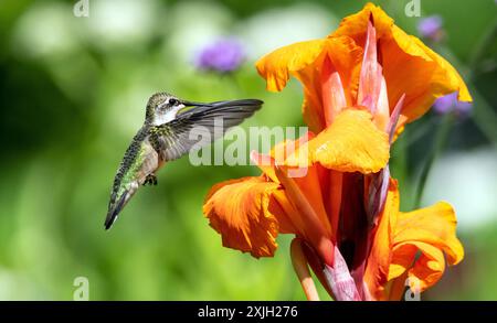 Nahaufnahme eines Kolibri im Flug, mit Flügeln nach vorne, der von einer orangen Cana Lily-Blüte in Quebec, Kanada, ernährt wird Stockfoto