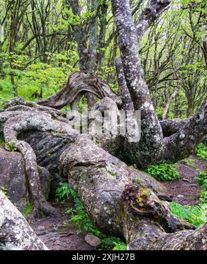 An einem kalten und nebeligen Morgen in der Nähe von Ashville, North Caraolina, finden sich alte und verdrehte Bäume entlang des Blue Ridge Parkway. Stockfoto
