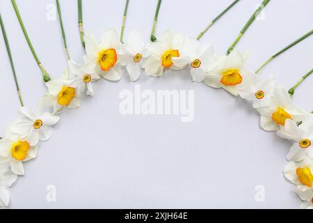 Rahmen aus wunderschönen Narzissen auf grauem Hintergrund Stockfoto