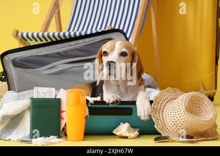 Niedlicher Beagle-Hund, der im Koffer in der Nähe des Liegestuhls auf gelbem Hintergrund sitzt Stockfoto