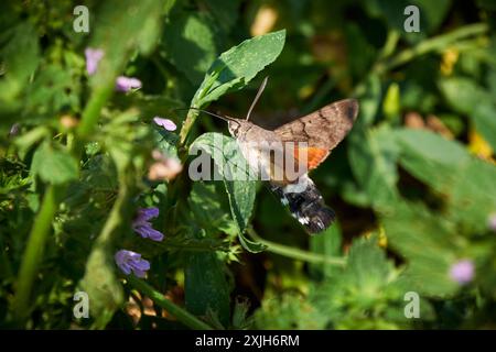 Hummingbird Hawk-Motte (Macroglossum stellatarum) ernährt sich von Blumen Stockfoto