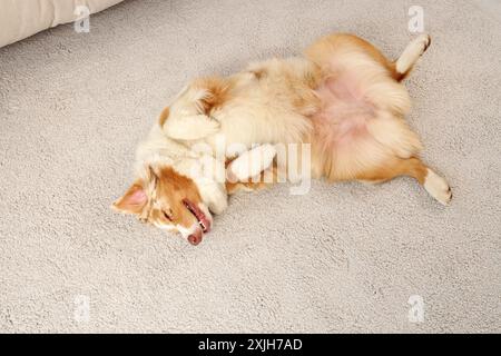 Der australische Schäferhund liegt zu Hause auf dem Teppich Stockfoto