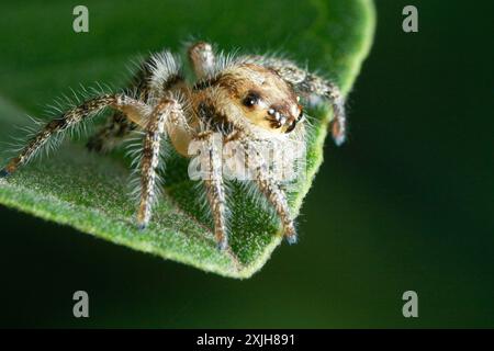 Nahaufnahme der springenden Spinne Hyllus diardi auf dem Blatt mit Bokeh-Hintergrund, Makrofotografie. Kleine Tierwelt. Stockfoto