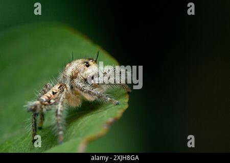 Nahaufnahme der springenden Spinne Hyllus diardi auf dem Blatt mit Bokeh-Hintergrund, Makrofotografie. Kleine Tierwelt. Stockfoto