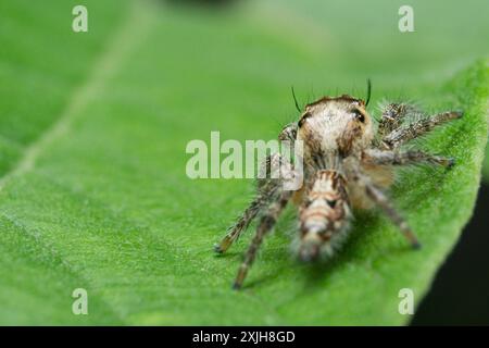 Nahaufnahme der springenden Spinne Hyllus diardi auf dem Blatt mit Bokeh-Hintergrund, Makrofotografie. Kleine Tierwelt. Stockfoto