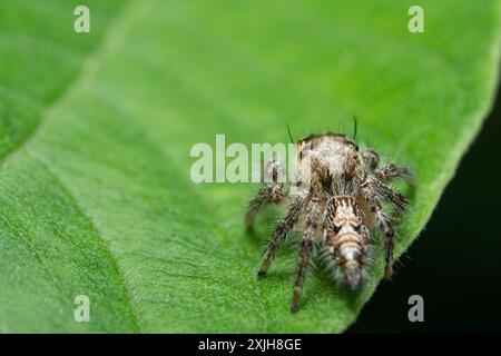 Nahaufnahme der springenden Spinne Hyllus diardi auf dem Blatt mit Bokeh-Hintergrund, Makrofotografie. Kleine Tierwelt. Stockfoto