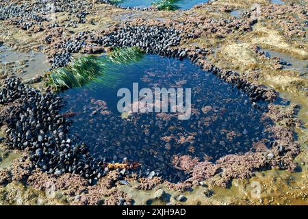 Gezeitenpool und Miesmuscheln Botanical Beach BC. Runder Gezeitenpool, der in das felsige Schelfeige am Botanical Beach mit Muscheln gehauen wurde. In der Nähe von Port Renfrew BC. Stockfoto