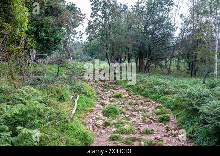 Cheddar Gorge Cliff Top Wanderweg, ein rauer und nicht abgestufter Steinweg rund um die Kalksteinschlucht, Somerset, England, Großbritannien Stockfoto