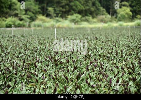 Tauchen Sie ein in die Ruhe eines Sommertages in Yilans Landschaft, wo sich lebhafte rote Amaranthfelder erstrecken, so weit das Auge reicht. Stockfoto