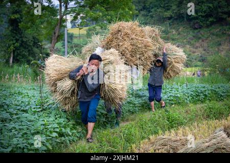 Männer ernten Reis in Bac Ha, Provinz Lao Cai, Nordvietnam Stockfoto