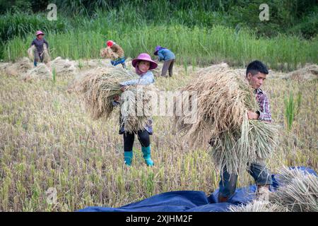 Bauern, die Reis ernten, in Bac Ha, Provinz Lao Cai, Nordvietnam Stockfoto