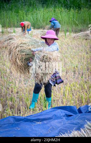 Landwirt erntet Reis in Bac Ha, Provinz Lao Cai, Nordvietnam Stockfoto