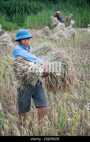 Landwirt erntet Reis in Bac Ha, Provinz Lao Cai, Nordvietnam Stockfoto