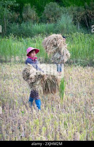 Frau erntet Reis in Bac Ha, Provinz Lao Cai, Nordvietnam Stockfoto