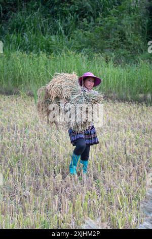 Frau erntet Reis in Bac Ha, Provinz Lao Cai, Nordvietnam Stockfoto