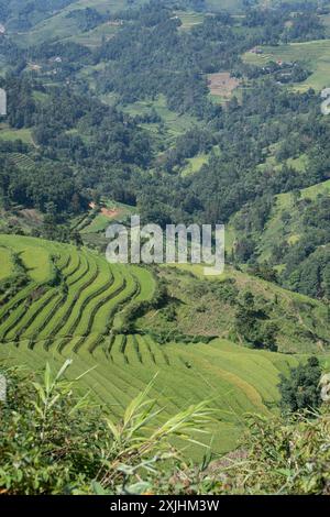 Malerischer Blick auf die Reisterrassen in der Nähe von Cau in der Provinz Lao Cai, Vietnam Stockfoto