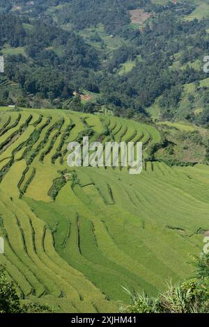 Malerischer Blick auf die Reisterrassen in der Nähe von Cau in der Provinz Lao Cai, Vietnam Stockfoto