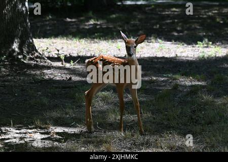 Überraschtes Rehkitz in der Natur Stockfoto