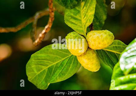 Anbau von Great morinda, Tahiti Noni, indischer Maulbeere, Beach Maulbeerfrucht als alternative Medizin, Kosmetikprodukt, Getränk und viele andere. Stockfoto