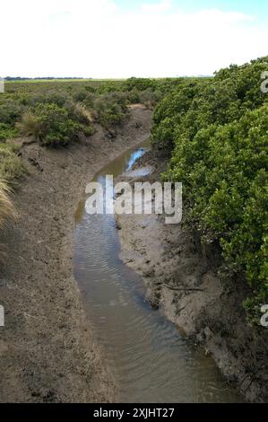 Die Flut ist vorbei - und dieser Kanal durch den Mangrovensumpf zeigt den Schlamm, in dem sie wachsen. Warringine Wetlands bei Hastings in Victoria. Stockfoto