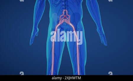 Nervenschmerzen des Ischias im Unterkörper Stockfoto