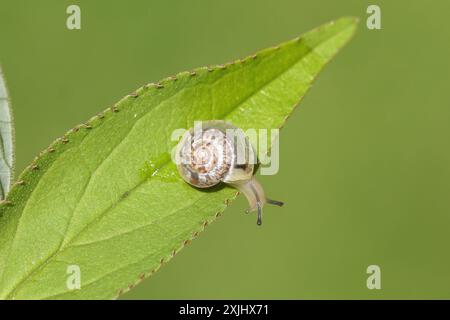 Kleine gegürtelte Schnecke (Hygromia cinctella), Familie Hygromiidae. Kriecht über das Blatt Deutzia. Sommer, Juli, Niederlande. Stockfoto