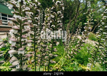 Acanthus mollis Bär reiht eine im Frühling Sommer blühende Pflanze mit einer weißen Sommerblume Stockfoto