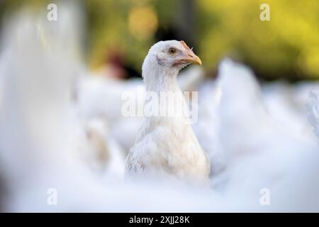 Weiße Hühner in einem Zaun verschwommener Hintergrund. Stockfoto