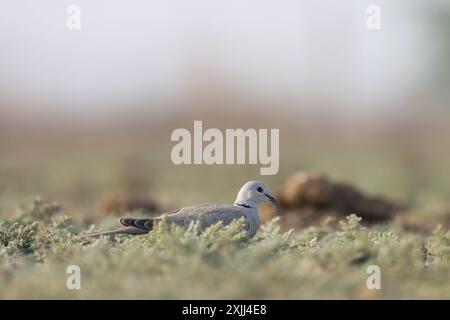 Ringhalstaube, die auf dem Boden steht. Vogelhintergrund. Stockfoto