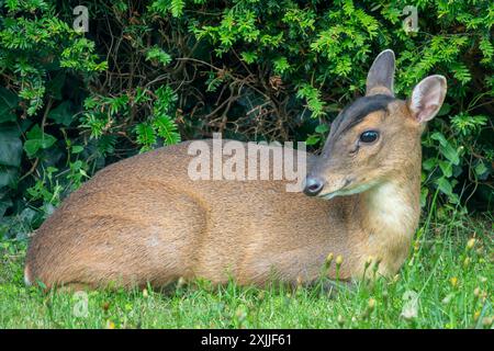 Ein weibliches Muntjac-Hirsch sitzt mit Blick auf die Kamera auf dem Gras vor einer Gartenhecke Stockfoto