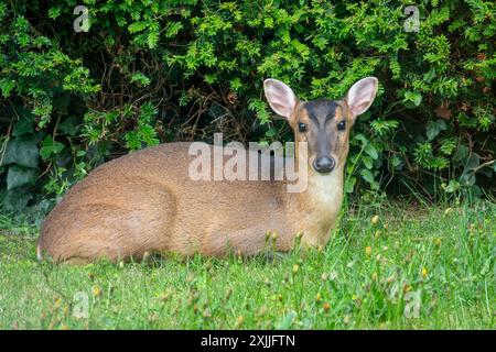 Ein weibliches Muntjac-Hirsch sitzt mit Blick auf die Kamera auf dem Gras vor einer Gartenhecke Stockfoto