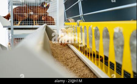 DeKalb Weiße Küken essen Futter aus Spender im Käfig in einer Geflügelfarm. Küken auf der Farm in Schichten. Stockfoto