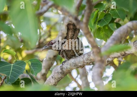 Asiatisch Koel - Eudynamys scolopaceus. Weiblicher Vogel in einem Baum auf Koh Miang, Similan Inseln, Thailand. Stockfoto