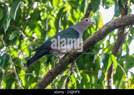 Grüne Kaisertaube - Ducula aenea. Erwachsener Vogel in einem Baum auf Koh Miang, Similan Inseln, Thailand. Stockfoto