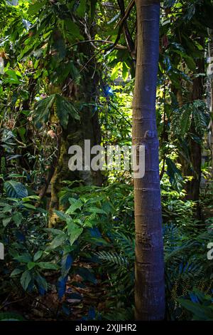 California Academy of Science, Golden Gate Park, San Francisco, Kalifornien, USA Stockfoto