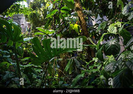 California Academy of Science, Golden Gate Park, San Francisco, Kalifornien, USA Stockfoto