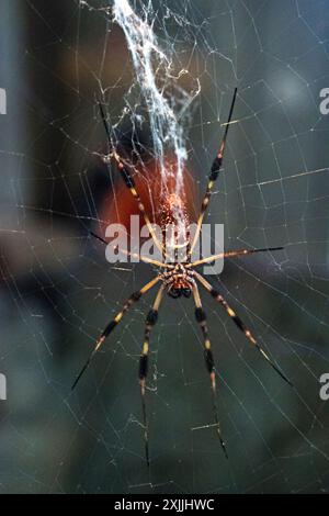 California Academy of Science, Golden Gate Park, San Francisco, Kalifornien, USA Stockfoto