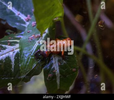 California Academy of Science, Golden Gate Park, San Francisco, Kalifornien, USA Stockfoto