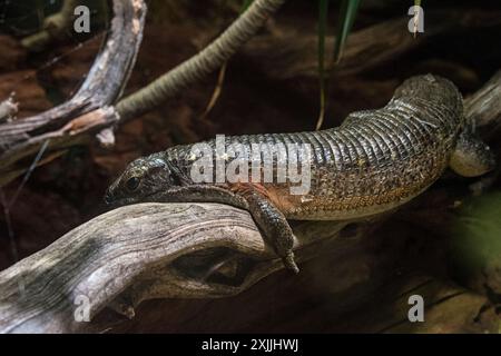 California Academy of Science, Golden Gate Park, San Francisco, Kalifornien, USA Stockfoto